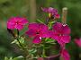 Phlox Duesterlohe